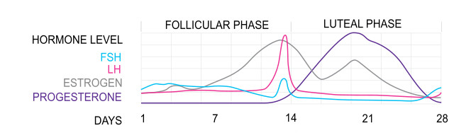 Menstrual Cycle Hormones