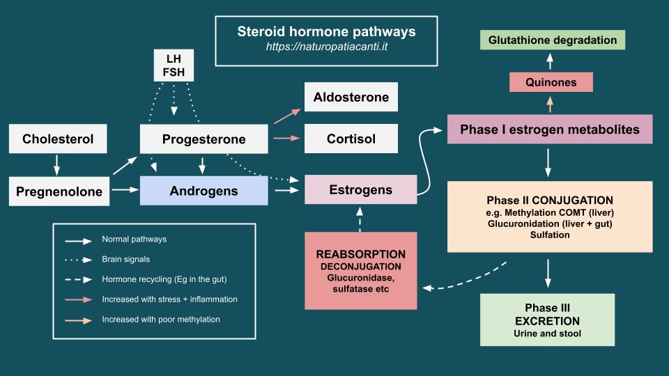 Steroid Hormone Pathways Simplified Naturopatia Canti