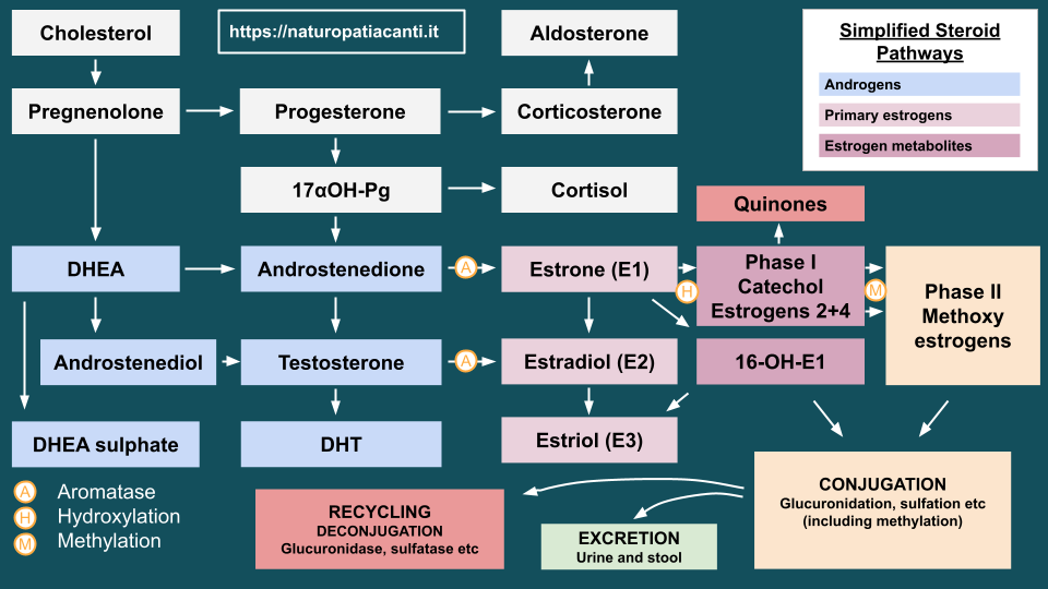 Steroid Hormone Pathways